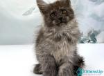 Geli Polydactyl - Maine Coon Kitten For Sale - Hollywood&comma; FL&comma; US