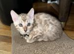 Miso aka Leo - Bengal Kitten For Sale - Oklahoma City&comma; OK&comma; US