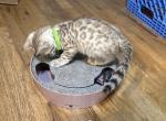 Prue - Bengal Kitten For Sale - Oklahoma City&comma; OK&comma; US