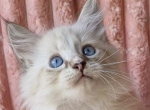 Samiylo - Siberian Kitten For Sale - Brighton&comma; CO&comma; US