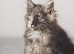 Chuck - Maine Coon Kitten For Sale - Hallandale&comma; FL&comma; US