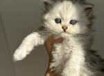 Palpatine - Scottish Straight Kitten For Sale - Hallandale&comma; FL&comma; US