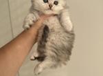 Yoda - Scottish Straight Kitten For Sale - Hallandale&comma; FL&comma; US