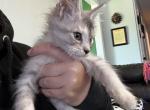 Goody - Maine Coon Kitten For Sale - Roseboro&comma; NC&comma; US