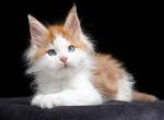 Nayel - Maine Coon Kitten For Sale - Hollywood&comma; FL&comma; US