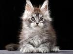 Otto Polydactyl - Maine Coon Kitten For Sale - Hollywood&comma; FL&comma; US