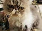 Barashik PROVEN BOY - Persian Cat For Sale - Philadelphia&comma; PA&comma; US