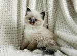 TICA Registered PURE RAGDOLL BOY - Ragdoll Kitten For Sale - Southwick&comma; MA&comma; US