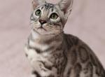 DeSoto - Bengal Cat For Sale - Norwalk&comma; CT&comma; US