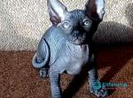 Voldy - Sphynx Kitten For Sale - Miami&comma; FL&comma; US