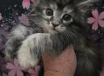 Pixie Fairy Litter - Maine Coon Kitten For Sale - Kingman&comma; AZ&comma; US