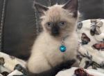 Tony - Balinese Kitten For Sale - Plainfield&comma; IN&comma; US