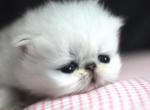 chinchilla silvers - Persian Kitten For Sale - Sacramento&comma; CA&comma; US