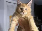 Avocado - Maine Coon Cat For Sale - Hollywood&comma; FL&comma; US