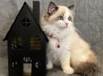 Cinnamon - Ragdoll Kitten For Sale - Kearneysville&comma; WV&comma; US