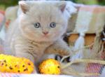 Acorn - British Shorthair Kitten For Sale - Vancouver&comma; WA&comma; US
