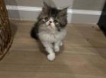 Persian kitten boy - Persian Kitten For Sale - Las Vegas&comma; NV&comma; US