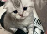 Darwin - Scottish Fold Kitten For Sale - Howard Lake&comma; MN&comma; US