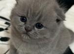 Joey - Scottish Fold Kitten For Sale - Howard Lake&comma; MN&comma; US