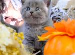 Willow - British Shorthair Kitten For Sale - Vancouver&comma; WA&comma; US