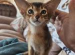 Evie - Abyssinian Cat For Sale - Hutchinson&comma; KS&comma; US