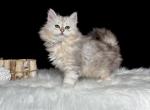 Felix - Siberian Kitten For Sale - Prospect Heights&comma; IL&comma; US