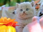 Thistle - British Shorthair Kitten For Sale - Vancouver&comma; WA&comma; US