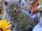 Blueberry - British Shorthair Kitten For Sale - Vancouver&comma; WA&comma; US