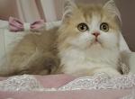 Orbit - British Shorthair Kitten For Sale - Pembroke Pines&comma; FL&comma; US