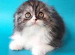Xavier - Scottish Fold Kitten For Sale - Hollywood, FL, US