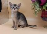 Charlie - Abyssinian Kitten For Sale - Norwalk&comma; CT&comma; US