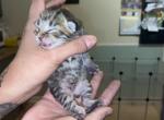 Female blues last baby - Maine Coon Kitten For Sale - Mishawaka&comma; IN&comma; US