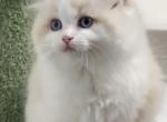 Coco - Ragdoll Kitten For Sale - P J S&comma; NY&comma; US