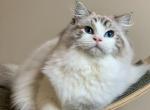 Sophie Seal Lynx Bicolor Retired Queen - Ragdoll Cat For Sale - Springfield&comma; MO&comma; US