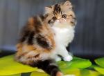 Faina - Persian Kitten For Sale - Pembroke Pines&comma; FL&comma; US