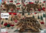 CLAIMED Esme - Bengal Kitten For Sale - Florence&comma; SC&comma; US