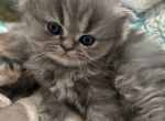 Snow Tiger - Persian Kitten For Sale - Fulshear&comma; TX&comma; US