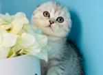 Quentin - Scottish Fold Kitten For Sale - Los Angeles&comma; CA&comma; US