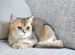 Brittesh shorthair - British Shorthair Cat For Sale - Helotes&comma; TX&comma; US