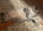 Mary - Persian Cat For Sale - Agawam&comma; MA&comma; US
