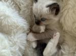 Thanksgiving Ragdoll Pointed Socked Male - Ragdoll Cat For Sale - Central Nyack&comma; NY&comma; US