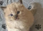 Fall leaves - Ragdoll Kitten For Sale - Parker&comma; CO&comma; US