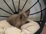 BOBBY WORLD - Ragdoll Cat For Sale - Chicago&comma; IL&comma; US
