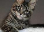 Bandit - Maine Coon Kitten For Sale - Jamesville&comma; NY&comma; US