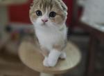 Biscuit - Scottish Fold Kitten For Sale - Levittown&comma; PA&comma; US