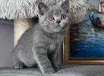 Winston blue British Shorthair boy - British Shorthair Kitten For Sale - NY&comma; US