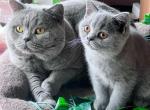 Willow blue British Shorthair girl - British Shorthair Kitten For Sale - NY&comma; US