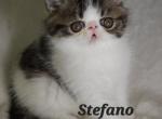 Stefano - Exotic Kitten For Sale - Lemont&comma; IL&comma; US