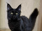 Alfa - Maine Coon Cat For Sale - Brighton&comma; CO&comma; US
