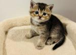 Sam - Scottish Straight Kitten For Sale - Bergenfield&comma; NJ&comma; US